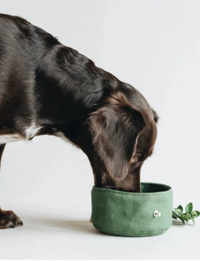 Foldable Dog Travel Bowl product image for dogs at CovePaws