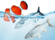 Electric Dancing Fish Cat Toy product photo 7 at CovePaws