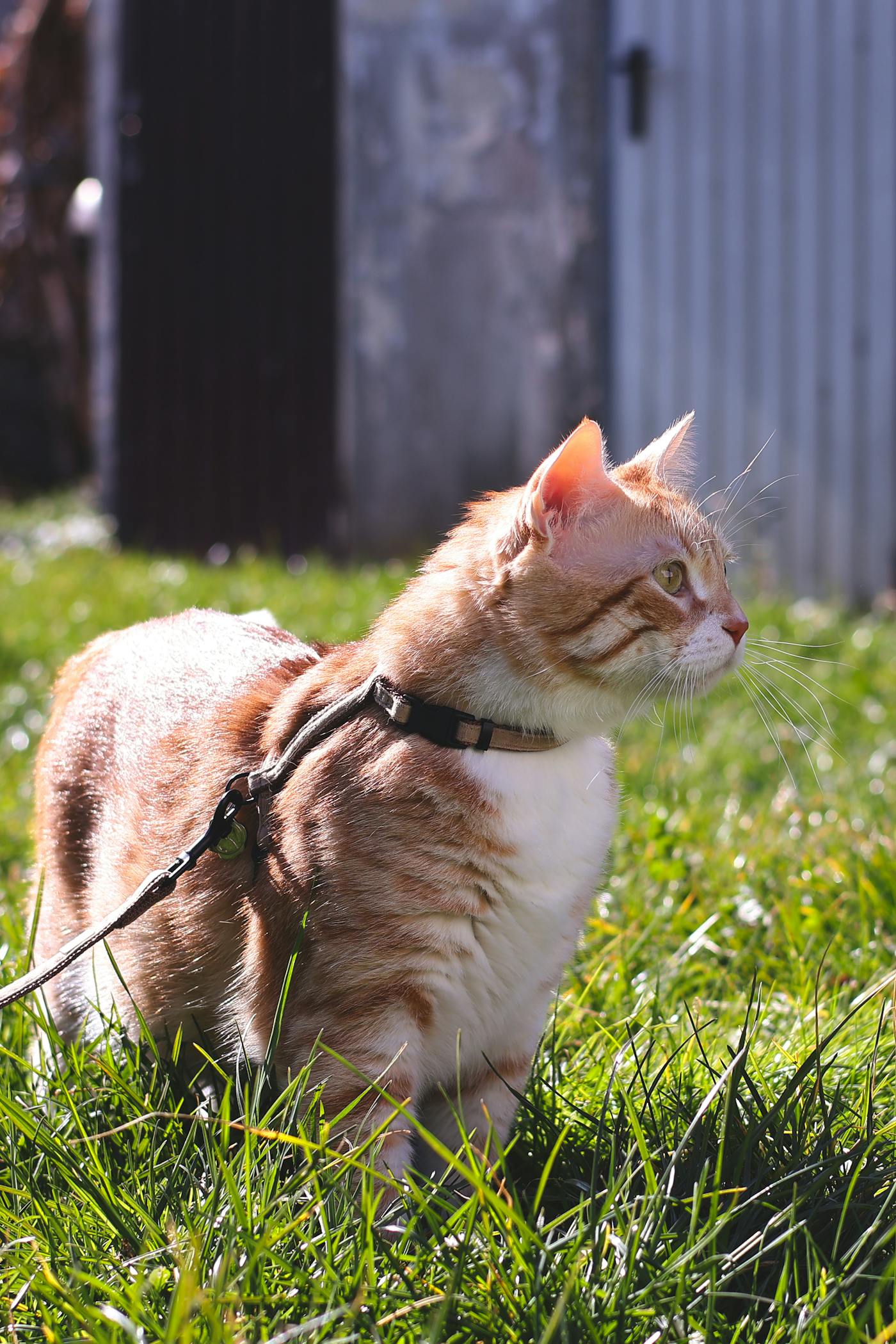 Cat accessory close up
